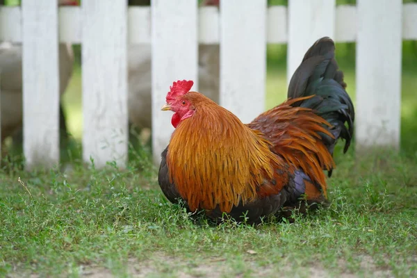 Kümes Hayvanları Çiftliği Tavuklar Bahçede Otlar Kümes Hayvanları Büyüyor — Stok fotoğraf