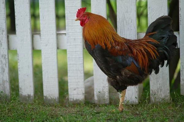 Farma Drobiu Kurczaki Pasą Się Podwórku Hodowla Drobiu — Zdjęcie stockowe