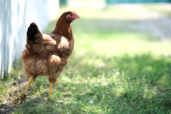 Granja Avícola Las Gallinas Pastan Patio Crecimiento Aves —  Fotos de Stock