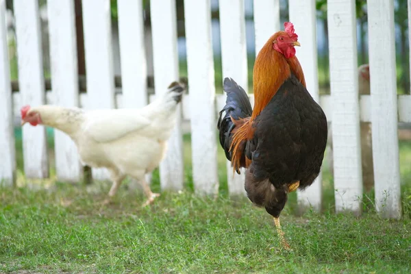 Baromfitenyésztés Csirkék Legelnek Udvaron Növekvő Baromfi — Stock Fotó