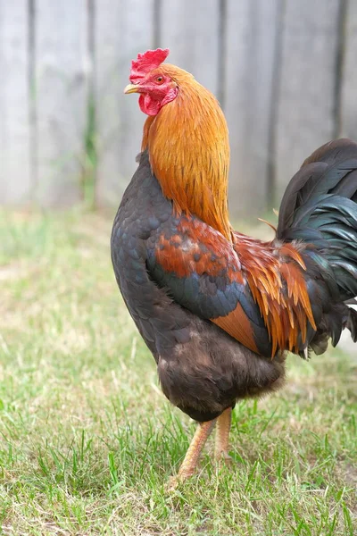 Baromfitenyésztés Csirkék Legelnek Udvaron Növekvő Baromfi — Stock Fotó