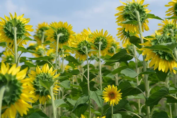 The sunflower field has turned back except for one. Flower field of sunflowers. Agriculture and industrial cultivation of sunflower.