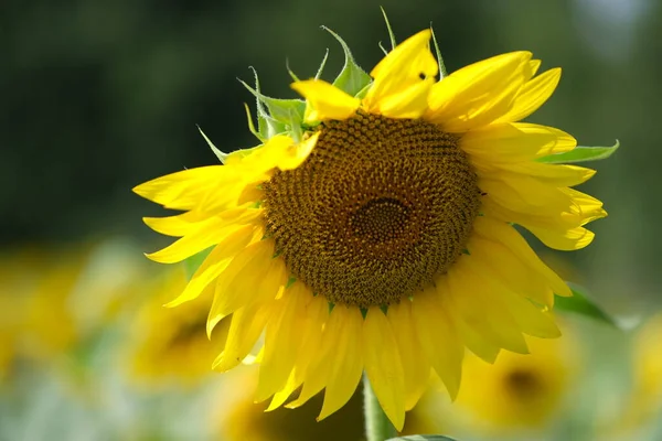 Slunečnicový Detail Květinové Pole Slunečnic Zemědělství Průmyslové Pěstování Slunečnic — Stock fotografie
