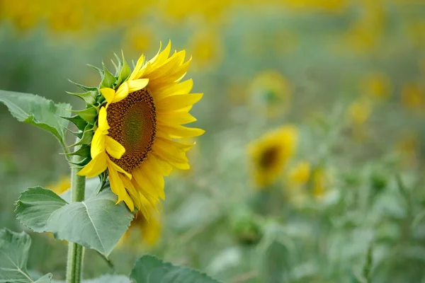 Slunečnicový Detail Květinové Pole Slunečnic Zemědělství Průmyslové Pěstování Slunečnic — Stock fotografie