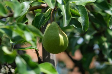Ağaçtaki armutlar. Yapraklı armudun yakın çekimi. Meyveli dalların bulanık arkaplanı.