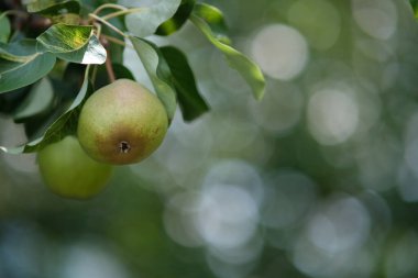Ağaçtaki armutlar. Yapraklı armudun yakın çekimi. Meyveli dalların bulanık arkaplanı.