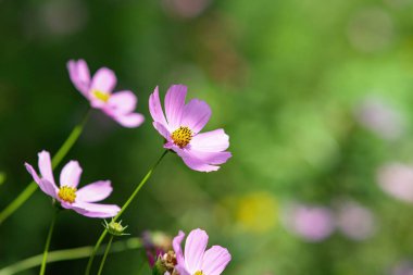Kozmos bipinnatus. Bulanık yeşil arka planda güzel parlak çiçekler. Böceklerin çiçek bahçesi..