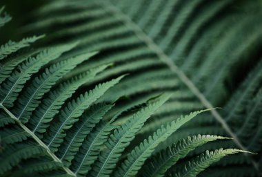 Yeşil eğrelti otu yapraklarının güzel arka planı. Yeşil yapraklı güzel eğreltiotu yaprakları. Büyük eğreltiotu yaprakları.