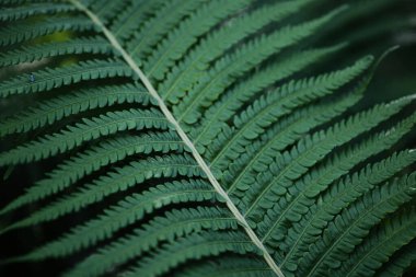 Yeşil eğrelti otu yapraklarının güzel arka planı. Yeşil yapraklı güzel eğreltiotu yaprakları. Büyük eğreltiotu yaprakları.