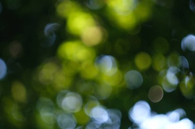 Ahşap soyut arkaplandan yeşil arkaplan Bokeh. Topların odaklanmış arka planı. Orman arkaplanı bulanık.