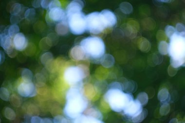 Ahşap soyut arkaplandan yeşil arkaplan Bokeh. Topların odaklanmış arka planı. Orman arkaplanı bulanık.