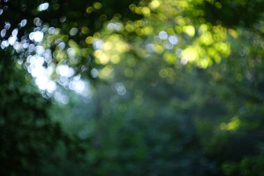 Ahşap soyut arkaplandan yeşil arkaplan Bokeh. Topların odaklanmış arka planı. Orman arkaplanı bulanık.