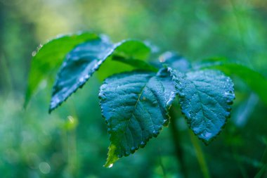 Sabah çiğ tanelerinden dökülen yeşil yaprakların makro fotoğrafı. Su damlalı bitki yapraklarına yakın çekim.