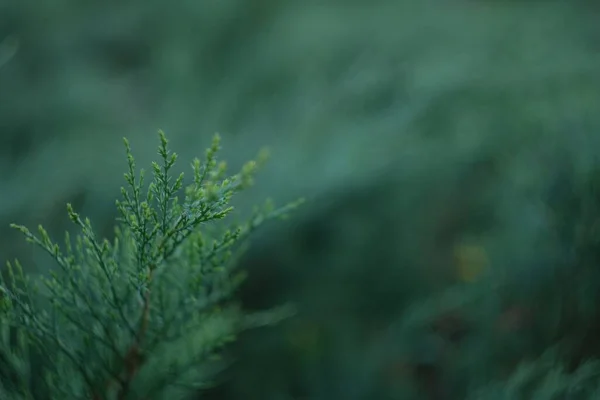 ジュニパーとのぼやけた背景 青の色合いの緑の植生 針葉樹の茂み 観賞用植物 — ストック写真