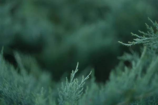 Θολή Φόντο Άρκευθο Πράσινη Βλάστηση Μπλε Απόχρωση Κωνοφόρο Θάμνο Διακοσμητικό — Φωτογραφία Αρχείου