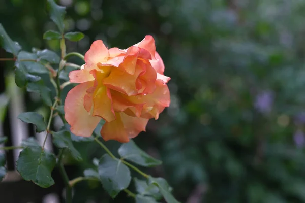 Schöne Blume Garten Leuchtend Bunte Blume Einem Sommermorgen — Stockfoto