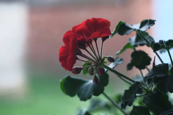 Vacker Blomma Trädgården Ljusa Färgglada Blomma Sommarmorgon — Stockfoto