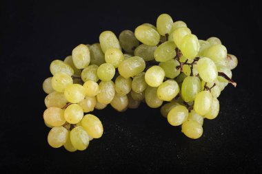 Koyu bir zemin üzerinde beyaz üzümlerden oluşan bir dal. Su damlaları. Bol miktarda beyaz üzüm. Kuru üzüm üretimi.