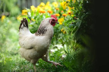 Yeşil çimenli arka planda tavuklar. Bahçede bir kuş otluyor. Yürüyüş için ev yapımı kümes hayvanları çiftliği.