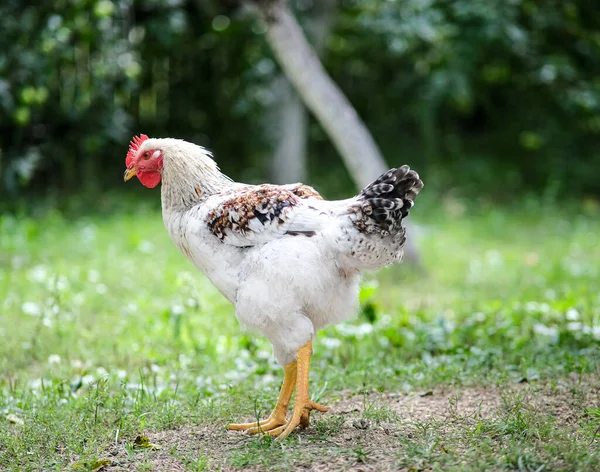 緑の草の背景に鶏 鳥が庭で放牧されている 散歩のための自家製養鶏場 — ストック写真