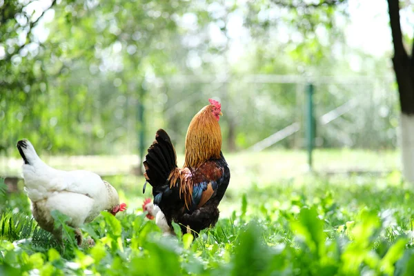Kippen Een Achtergrond Van Groen Gras Staat Een Vogel Grazen — Stockfoto