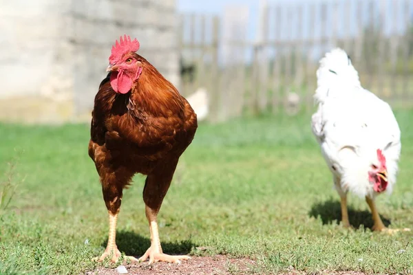 Pollos Sobre Fondo Hierba Verde Pájaro Está Pastando Patio Granja —  Fotos de Stock