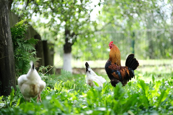 Chickens on a background of green grass. A bird is grazing in the yard. Homemade poultry farm for a walk.