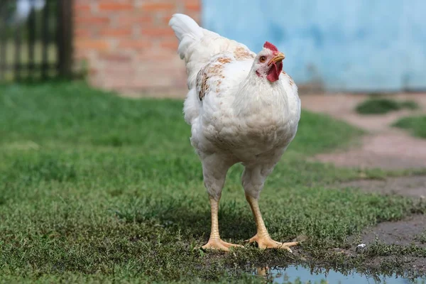 Kycklingar Bakgrund Grönt Gräs Fågel Betar Gården Hemlagad Fjäderfäfarm För — Stockfoto