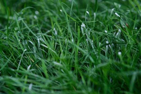 Grama Fofa Verde Textura Gramado Verde Não Cortado Está Hora — Fotografia de Stock