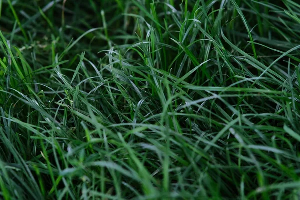 Green Fluffy Grass Texture Green Mowed Lawn Time Mow Grass — Stock Photo, Image
