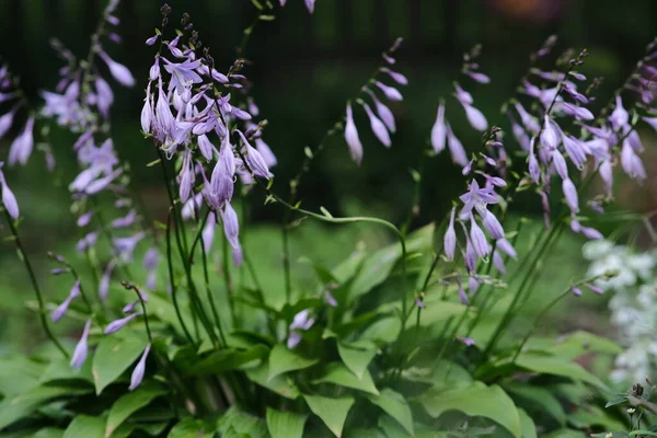 Hosta plantain flowers. Bushes of lilac bells. Beautiful flowers in the garden.