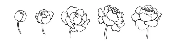 페니스 라인그리기 손으로 꽃무늬가 식물학적 요리가 도전한다 스케치 초대장 장식에 — 스톡 벡터