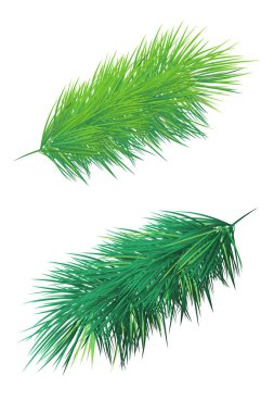 Beyaz arkaplanda çam ağacı dalları izole