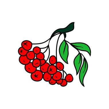 Beyaz arkaplanda izole edilmiş bir grup çilek vektör illüstrasyonu.