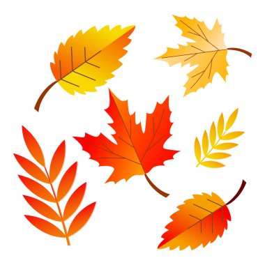 Beyaz arkaplanda izole edilmiş bir sonbahar yapraklarının çizimi