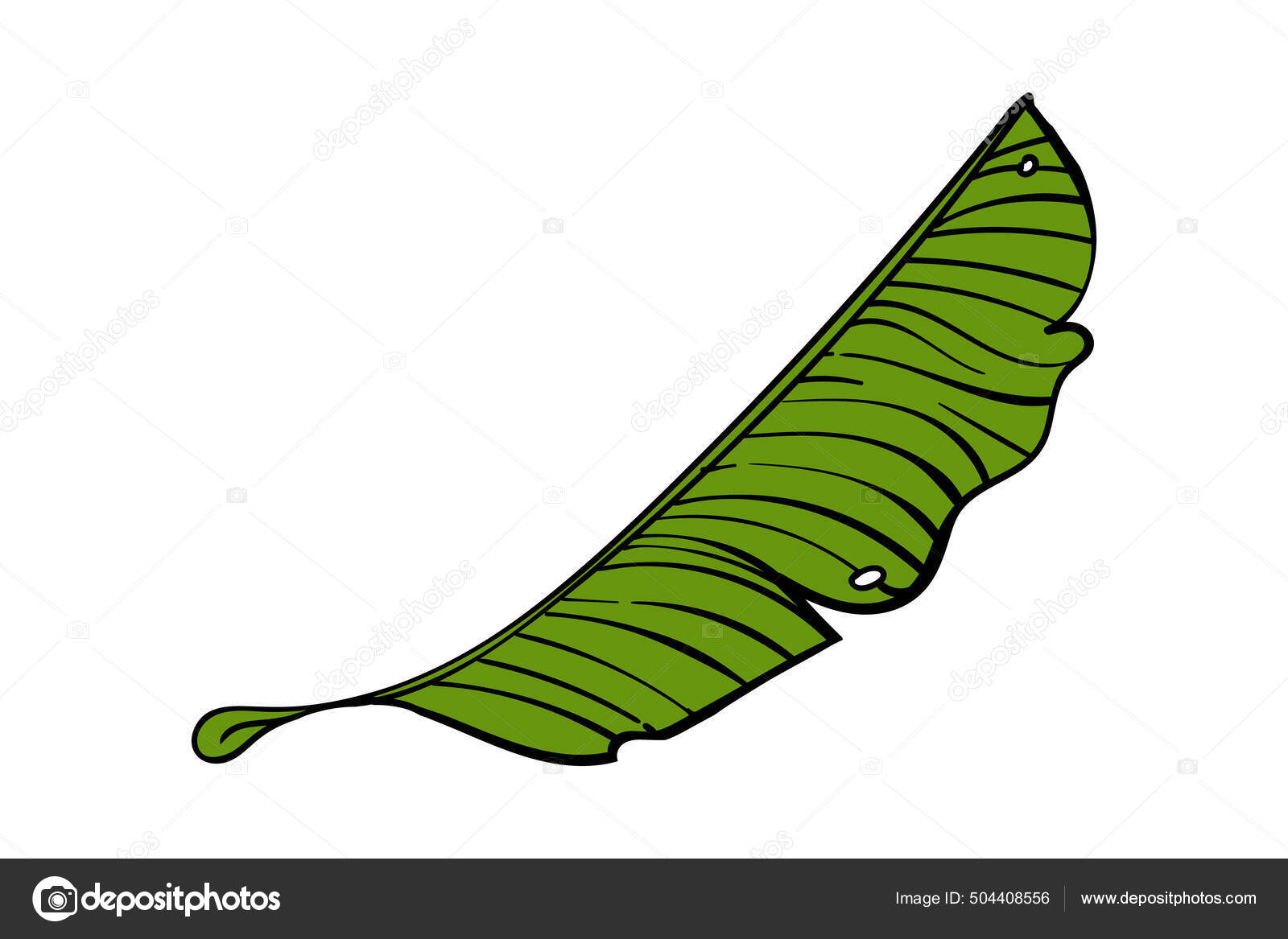 Banana Leaf Design Element Tropical Theme Hand Drawing Illustration Isolated Stock Vector Image by ©Maximlacrimart #504408556 Banana Leaf Design Element Tropical Theme Hand Drawing Illustration Isolated Stock Vector Image by ©Maximlacrimart #504408556