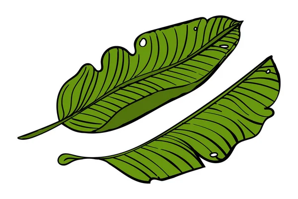 Bananenblad Design Element Voor Tropisch Thema Handtekening Illustratie Geïsoleerd Witte — Stockvector