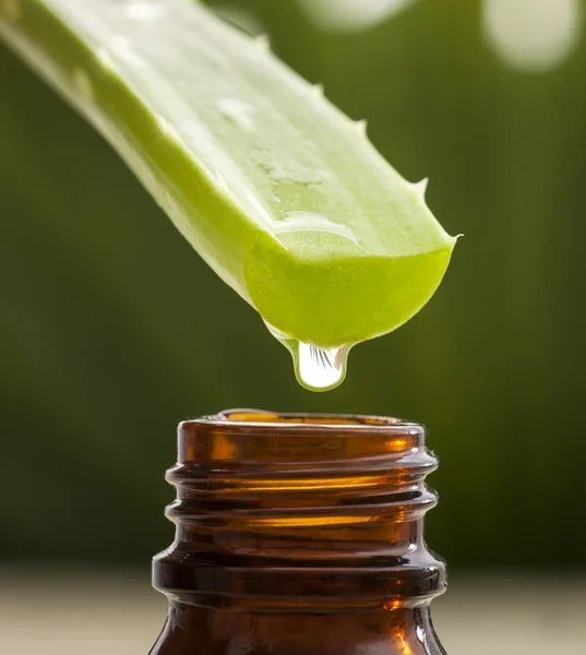 Aloe vera blad — Stockfoto