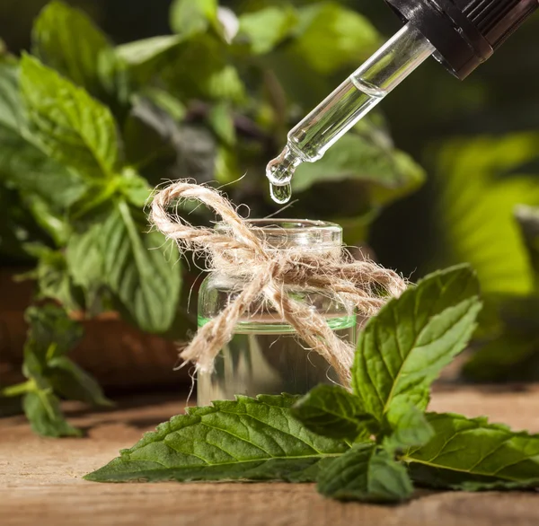 Mint Essential Oil — Stock Photo, Image