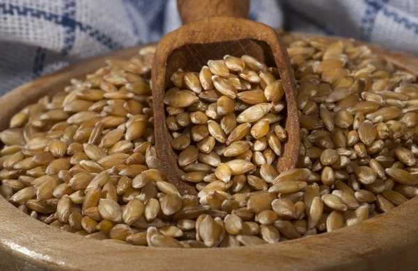 Spelt – stockfoto