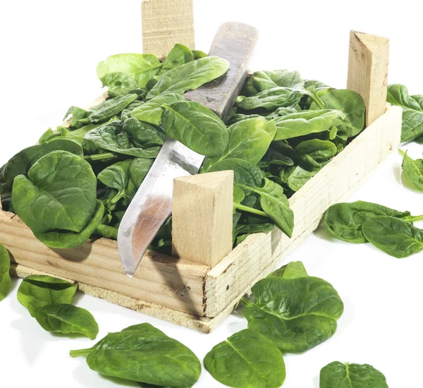 Spinach — Stock Photo, Image