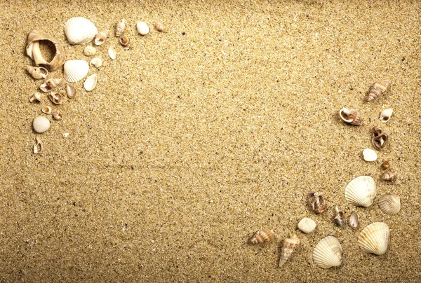 Conchas do mar com areia — Fotografia de Stock