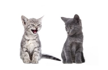 Küçük gri kedi