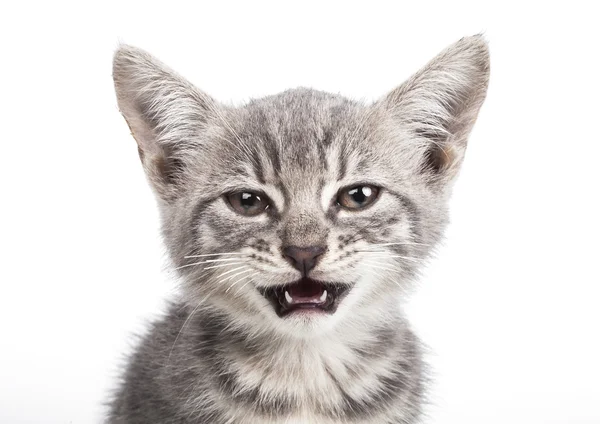 Pequeño gatito gris — Foto de Stock