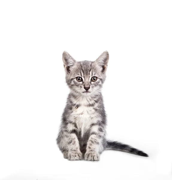 Pequeño gatito gris — Foto de Stock