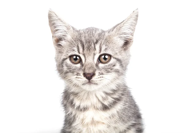 Pequeño gatito gris — Foto de Stock