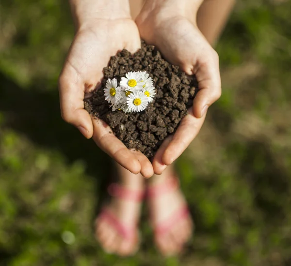 Händer som håller ett gäng med blommor. — Stockfoto