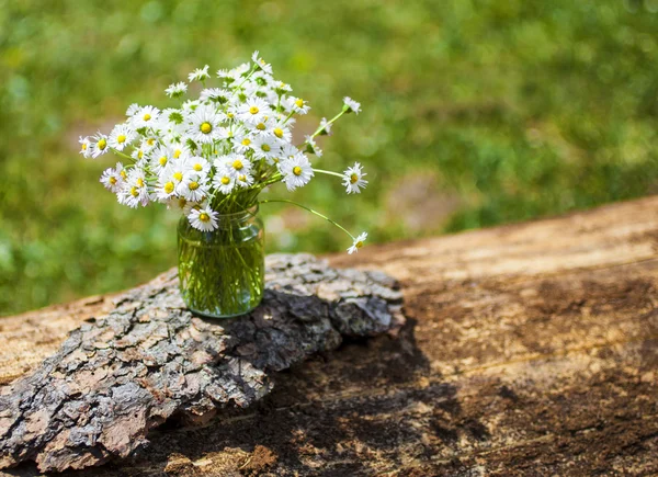 Camomile Flowers — Stock Photo, Image