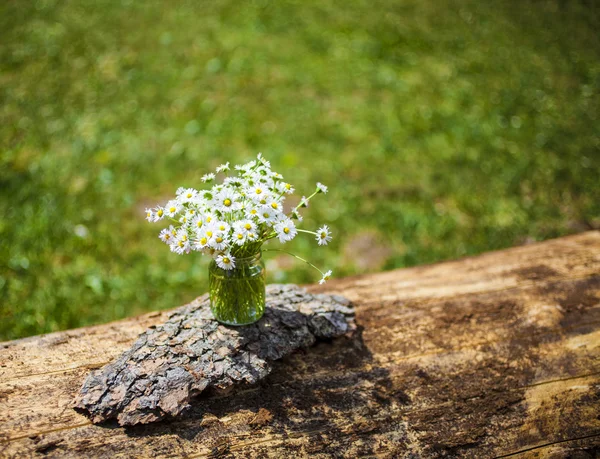 Camomile Flowers — Stock Photo, Image