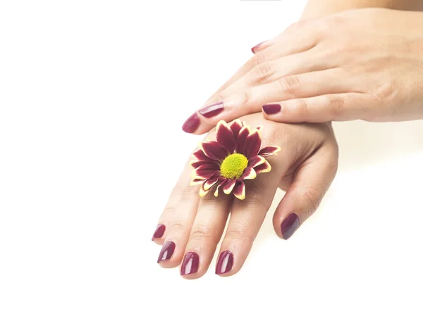 Manos femeninas y flor sobre fondo blanco —  Fotos de Stock